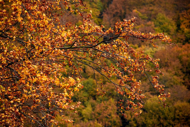 Małopolska wieś, która zachwyciła filmowców. Jesienią można poczuć się jak na planie
