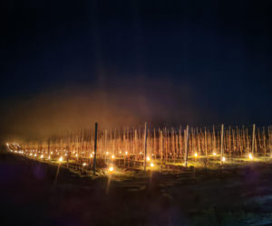 Takiej sytuacji nie było od 50 lat Sadownicy z grójeckiego liczą straty po 4 nocach z mrozem 