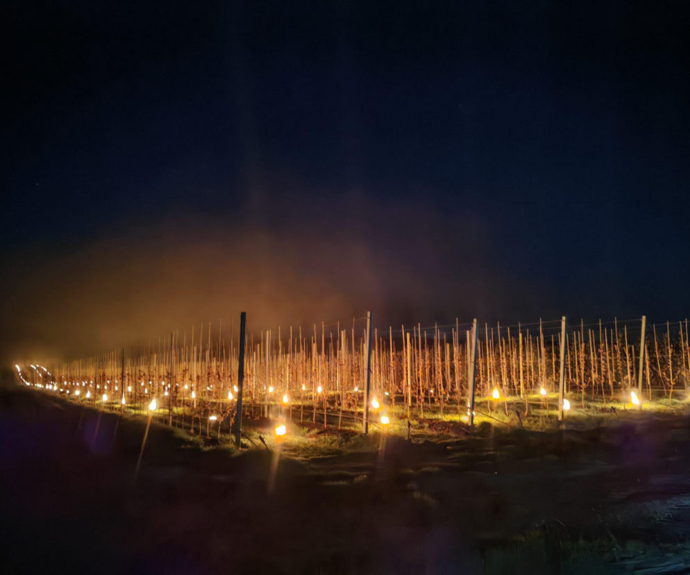 Takiej sytuacji nie było od 50 lat Sadownicy z grójeckiego liczą straty po 4 nocach z mrozem 