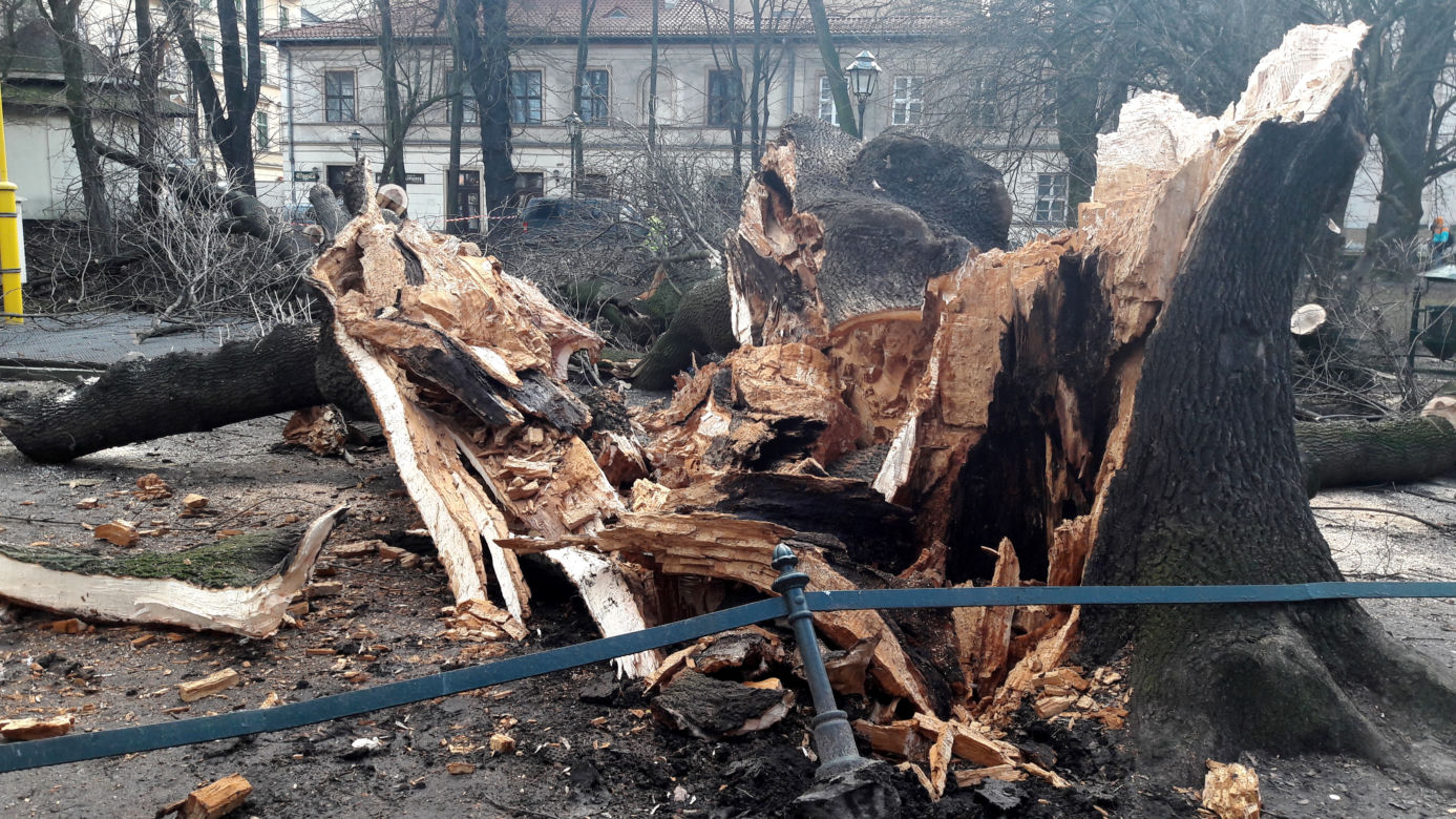 Ogromne drzewo powalone na Plantach [ZDJĘCIA]