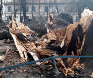 Ogromne drzewo powalone na Plantach [ZDJĘCIA]