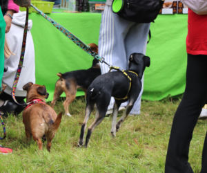 XIII Piknik Przyjaciół Schroniska w Toruniu. Fotorelacja z imprezy