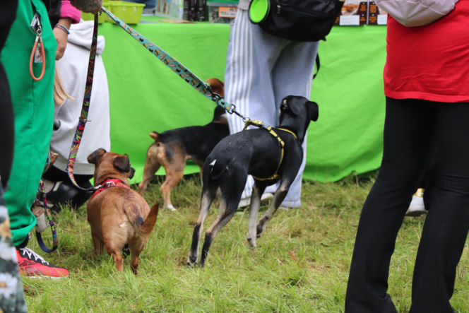 XIII Piknik Przyjaciół Schroniska w Toruniu. Fotorelacja z imprezy