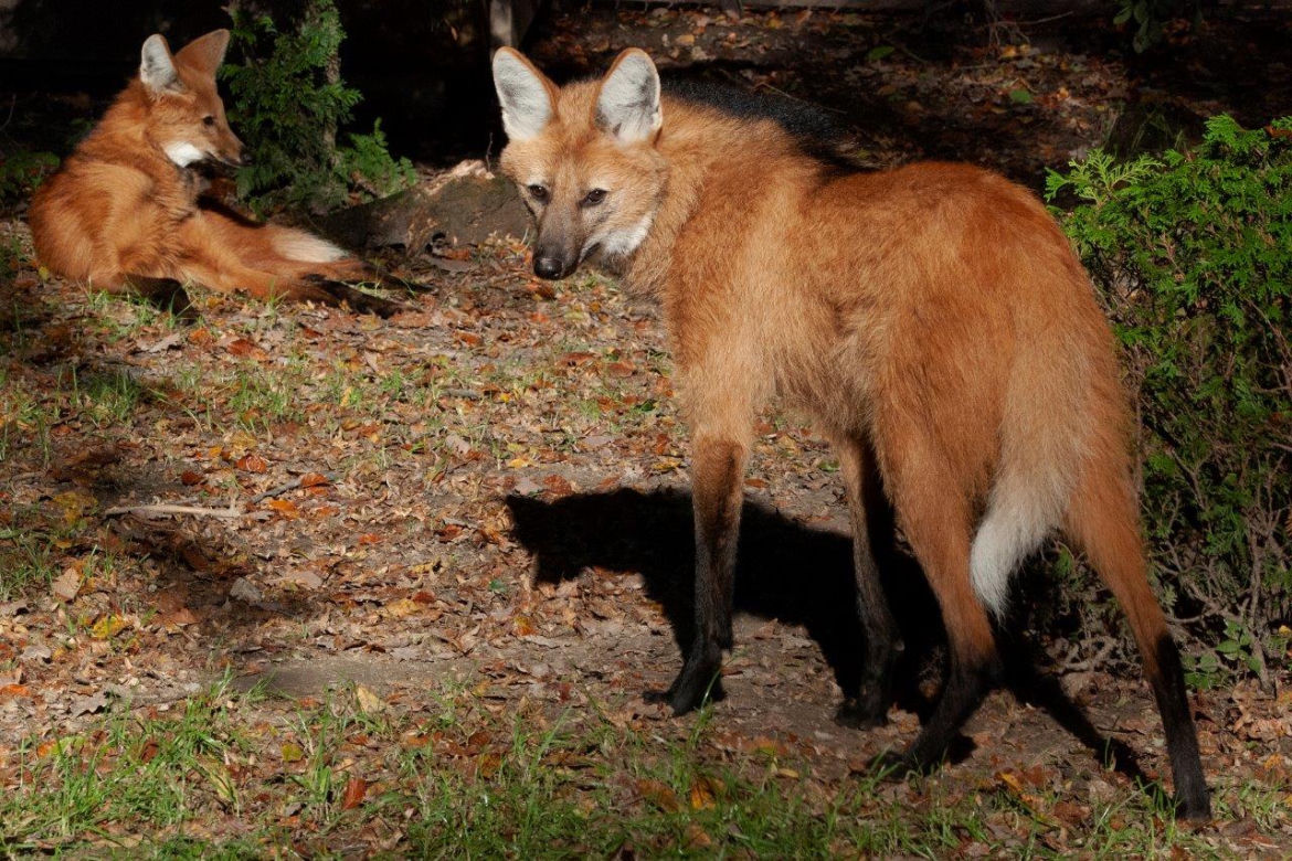 Krakowskie ZOO będzie oszczędzać, ale nie ma zamiaru zamknąć się na mieszkańców