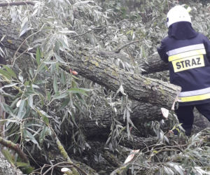 Skutki burzy w Krynkach. Złamany konar zerwał linię energetyczną i uszkodził auto