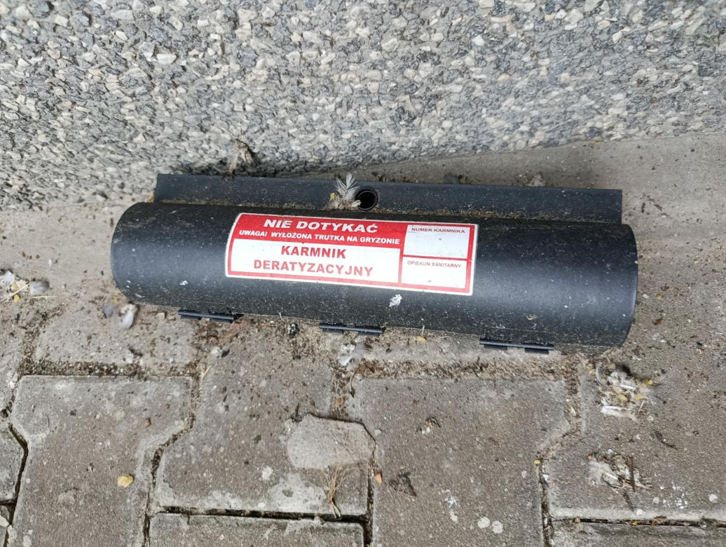  Żyją w symbiozie z gołębiami i kotami. Agresywne gryzonie opanowały blok w Warszawie