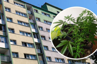Piotrków Trybunalski. Matka z córką zatrzymane za uprawianie marihuany. Obie mogą trafić za kratki nawet na 3 lata