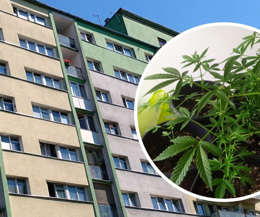 Piotrków Trybunalski. Matka z córką zatrzymane za uprawianie marihuany. Obie mogą trafić za kratki nawet na 3 lata