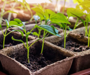 Przygotowanie rozsady