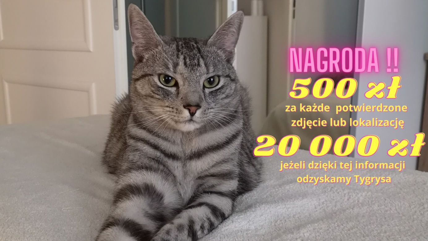 Zapłacą 20 000 zł za odnalezienie Tygrysa! Ich ukochanego pupila szuka pół Warszawy