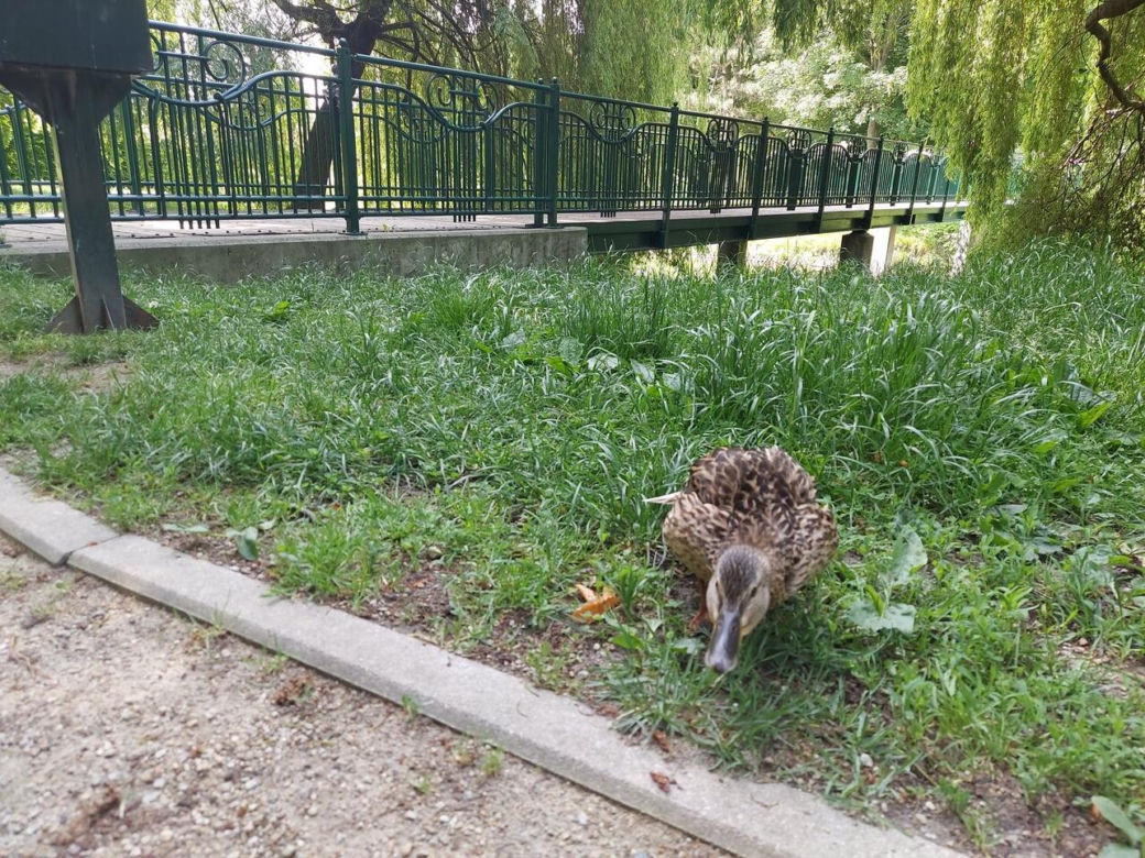 Park Miejski w Zamościu