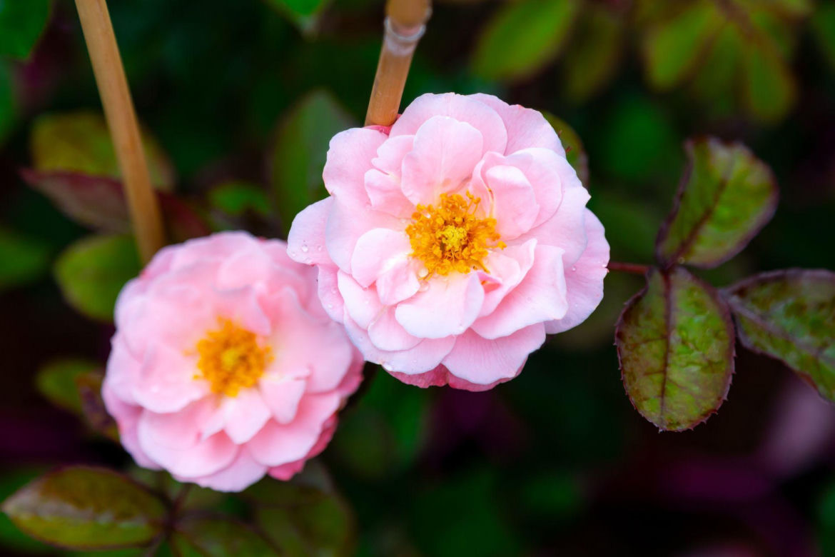 Rosa The Fairy - róża okrywowa, różowa 