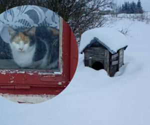 52-latek z woj. lubelskiego odpowie za znęcanie się nad zwierzętami