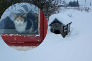 52-latek z woj. lubelskiego odpowie za znęcanie się nad zwierzętami