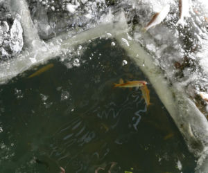 Rybi dramat w Białymstoku. Tysiące martwych ryb pod lodem