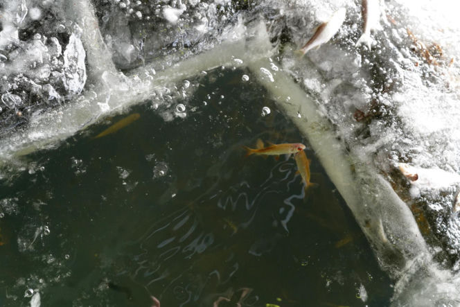 Rybi dramat w Białymstoku. Tysiące martwych ryb pod lodem