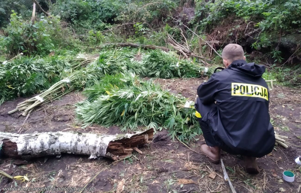 Ogromne plantacje marihuany w lesie pod Tuszynem! Akcja policji trwała tam kilka godzin!