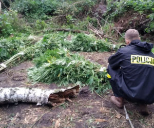 Ogromne plantacje marihuany w lesie pod Tuszynem! Akcja policji trwała tam kilka godzin!