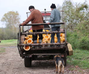Rolnicy. Podlasie. Gienek, Andrzej i Sławek w Deniskach. Odbierają dynie