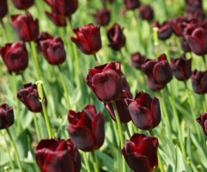 Tulipan