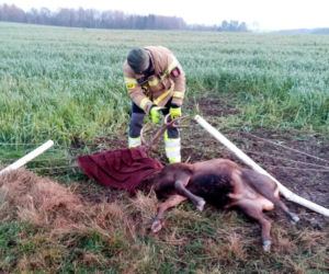 Strażacy z Gościna uratowali jelenia 