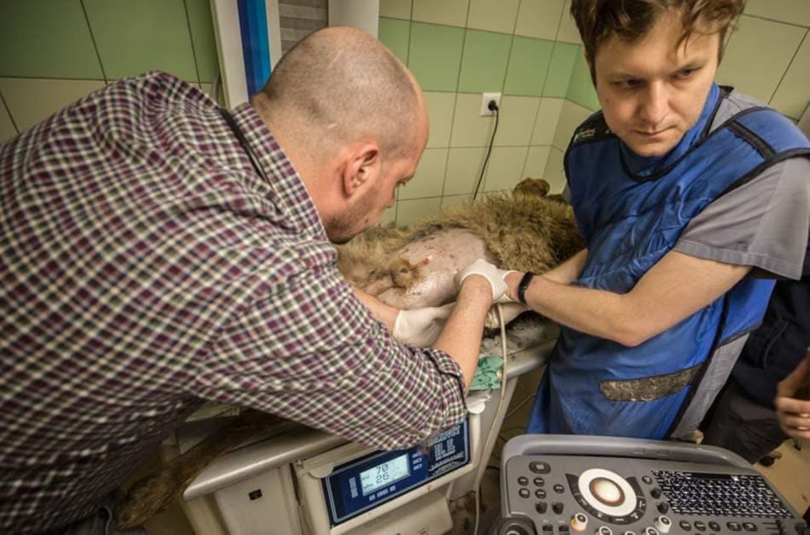 W przemyskiej lecznicy ratowali wilka [ZDJĘCIA]