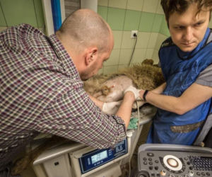 W przemyskiej lecznicy ratowali wilka [ZDJĘCIA]