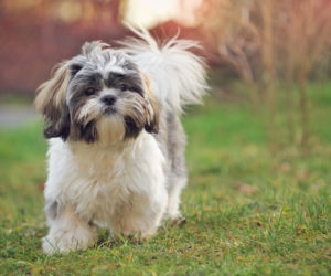 Shih Tzu