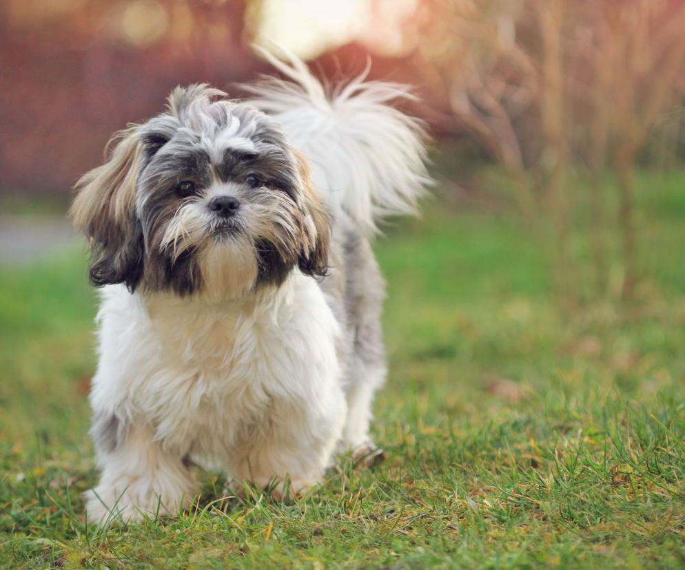 Shih Tzu