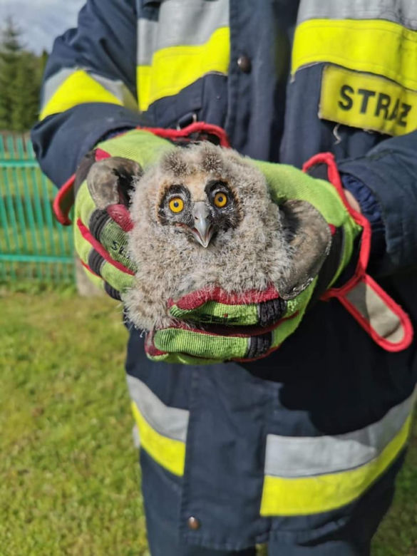 Witowice Dolne. Trzy małe sowy wypadły z gniazda. Uratowali je strażacy