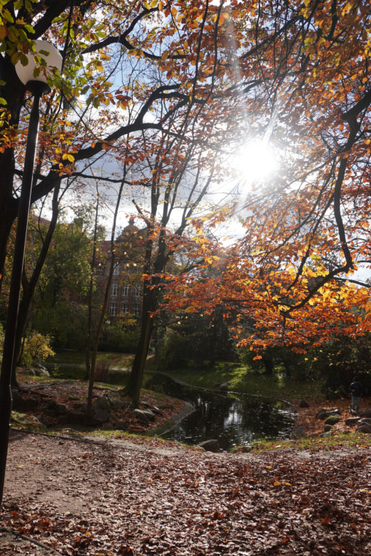 Park Wilsona jesienią