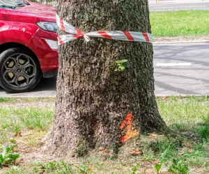Okazałe drzewa na Turzynie poszły pod topór