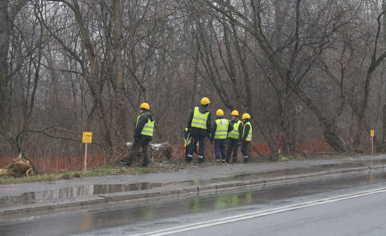 Wycinka drzew wzdłuż Wybrzeża Helskiego