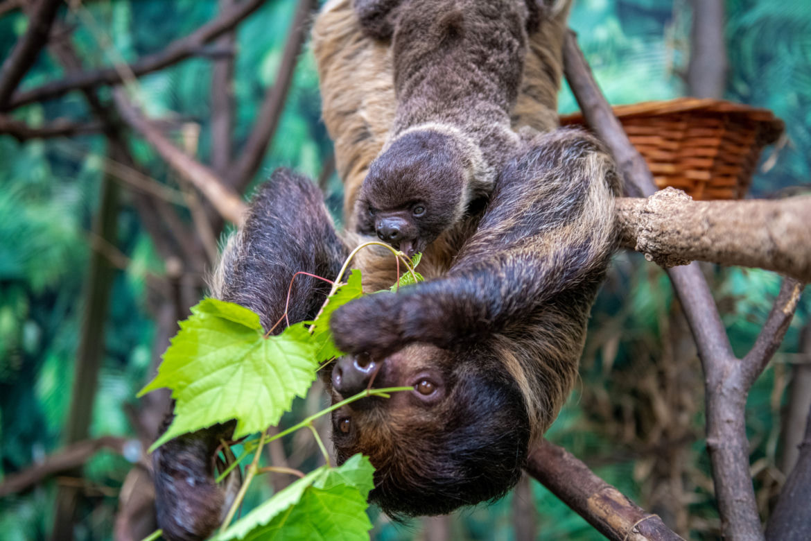 Baby boom w Orientarium ZOO Łódź. Weź udział w konkursie na imiona dla maluchów!