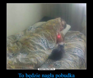 Dzień Kota 2021. Rasowe, dachowce, małe i duże. Dziś KOTY mają swoje święto [MEMY]