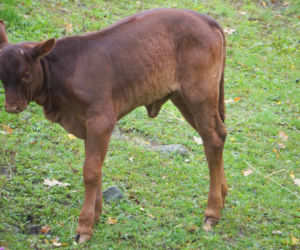 Wrocławskie zoo szuka imienia dla krowy z największymi rogami na świecie