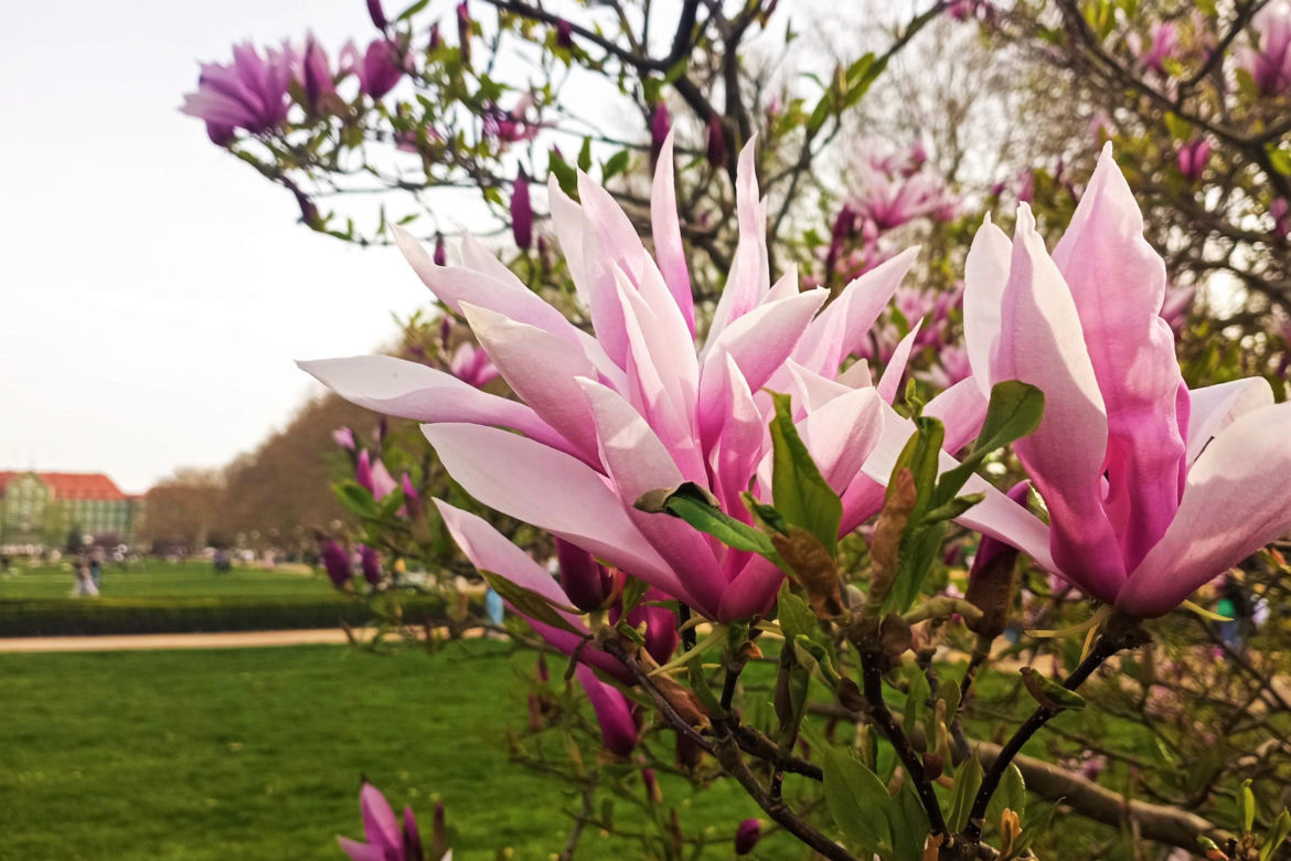 Magnolie w Szczecinie