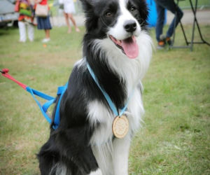 : BoryRun 2026. Niezwykły festiwal biegowy w sercu Borów Dolnośląskich! Zapisy ruszyły!