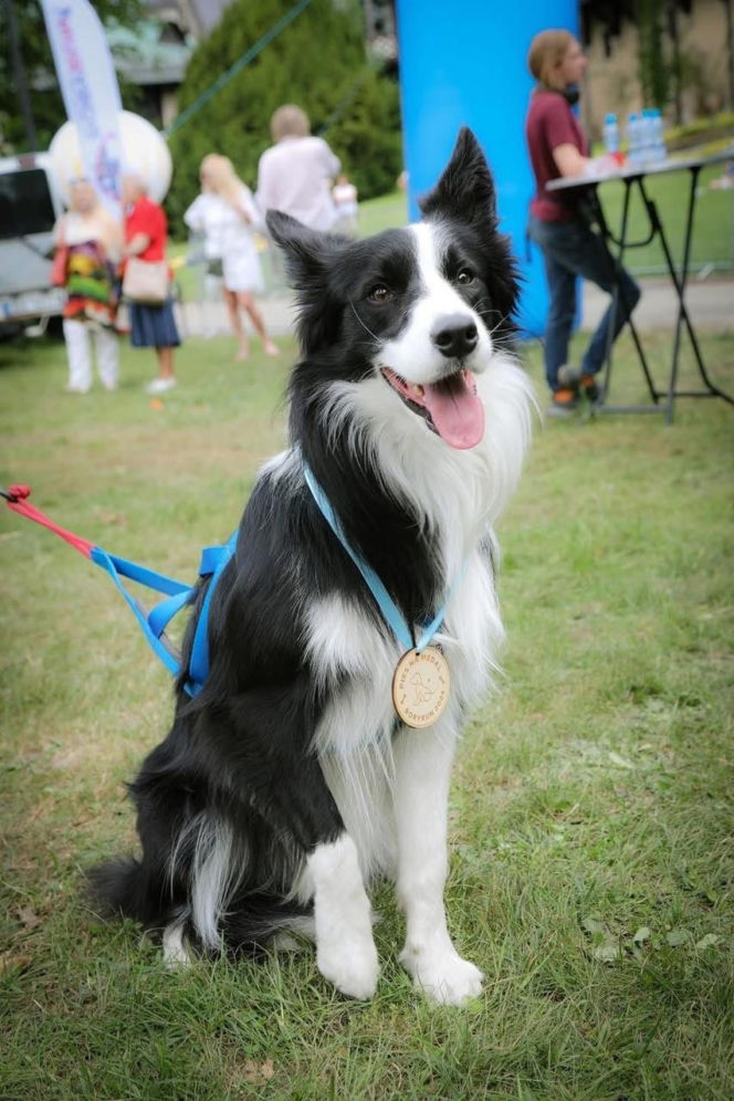 : BoryRun 2026. Niezwykły festiwal biegowy w sercu Borów Dolnośląskich! Zapisy ruszyły!