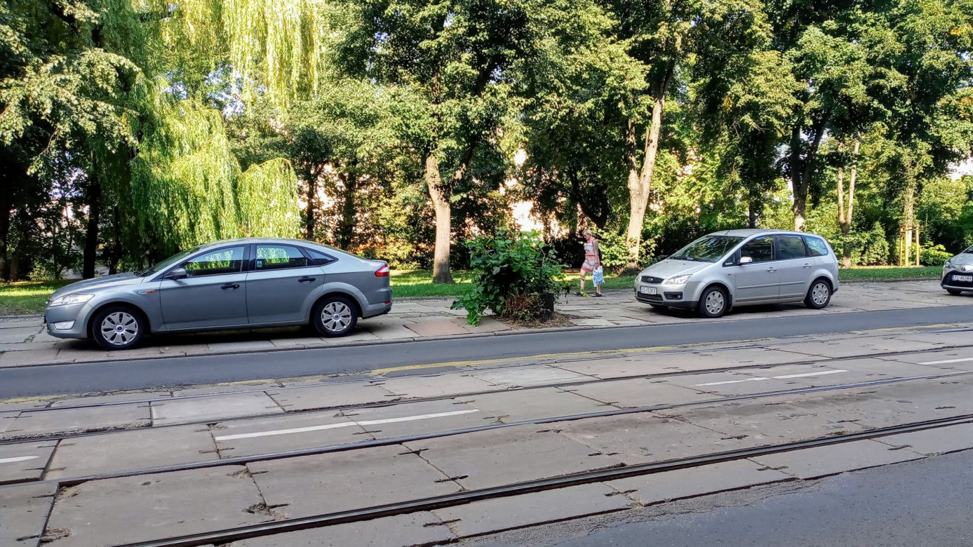 Wycięte drzewa w centrum Szczecina nagle odżyły