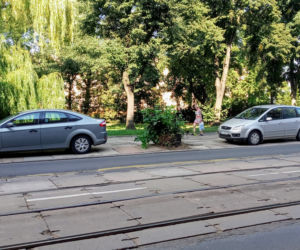 Wycięte drzewa w centrum Szczecina nagle odżyły