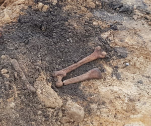 Szczątki człowieka znalezione na Brochowie we Wrocławiu