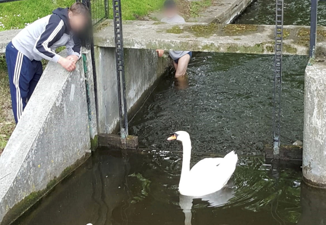 Łabędzia rodzina w wielkich tarapatach! 