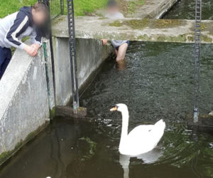 Łabędzia rodzina w wielkich tarapatach! 