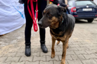 Tak przez 13 lat zarabiano na cierpieniu zwierząt w Bytomiu