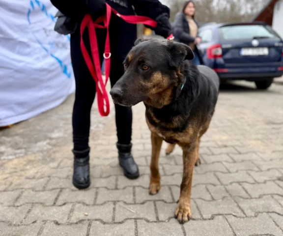 Ale afera! Przez 13 lat zarabiali na nieszczęściu psów