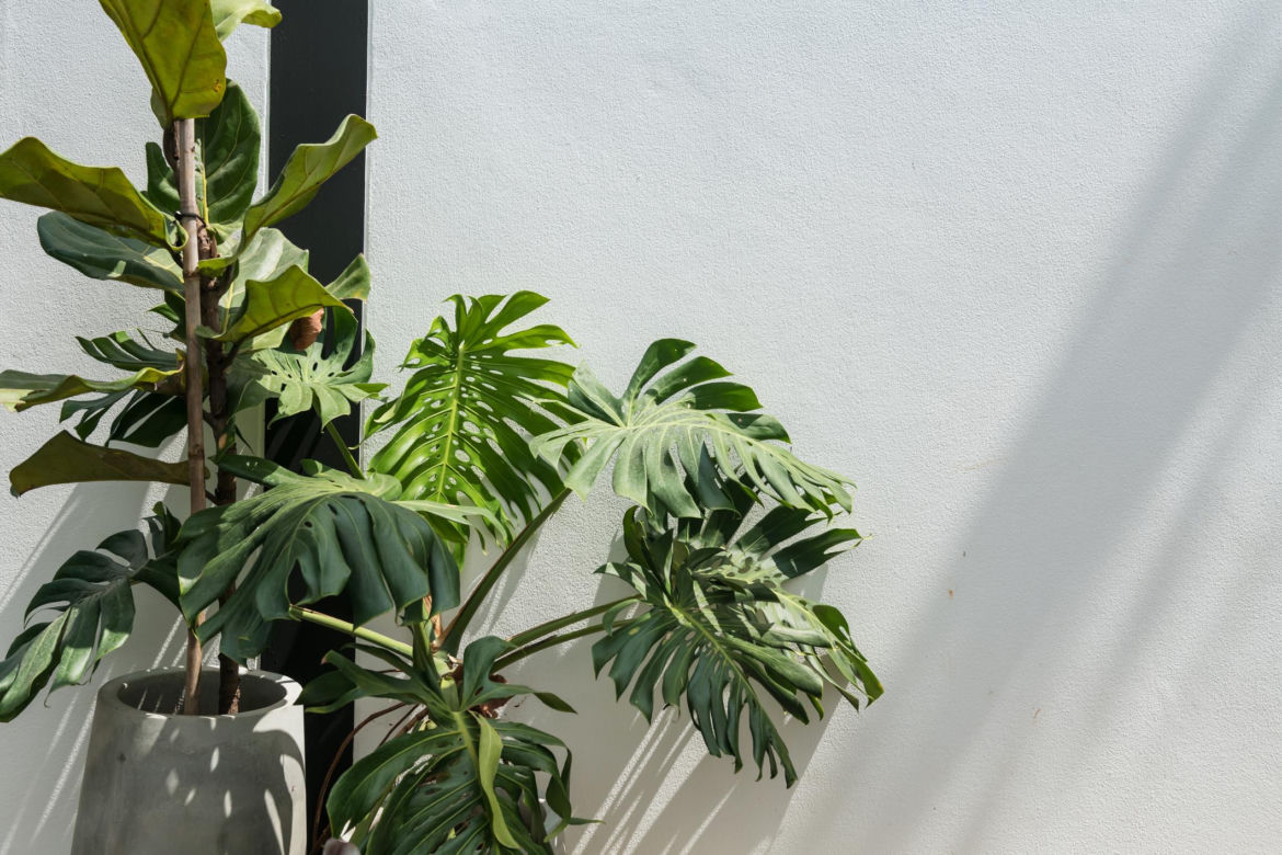 Monstera deliciosa na tarasie