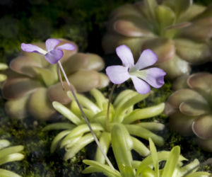 Tłustosz (Pinguicula)