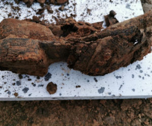 SĘDZISZÓW MŁP.:  Budowlańcy natrafili na ludzki szkielet. Ten prawdopodobnie pochodzi z czasów wojny