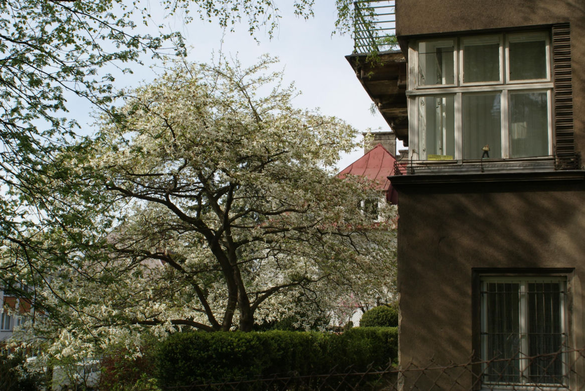 Cieszyński Szlak Kwitnącej Magnolii 